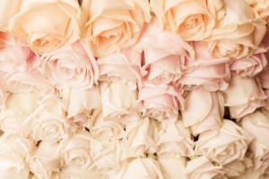 deliate pastel gradient of roses         